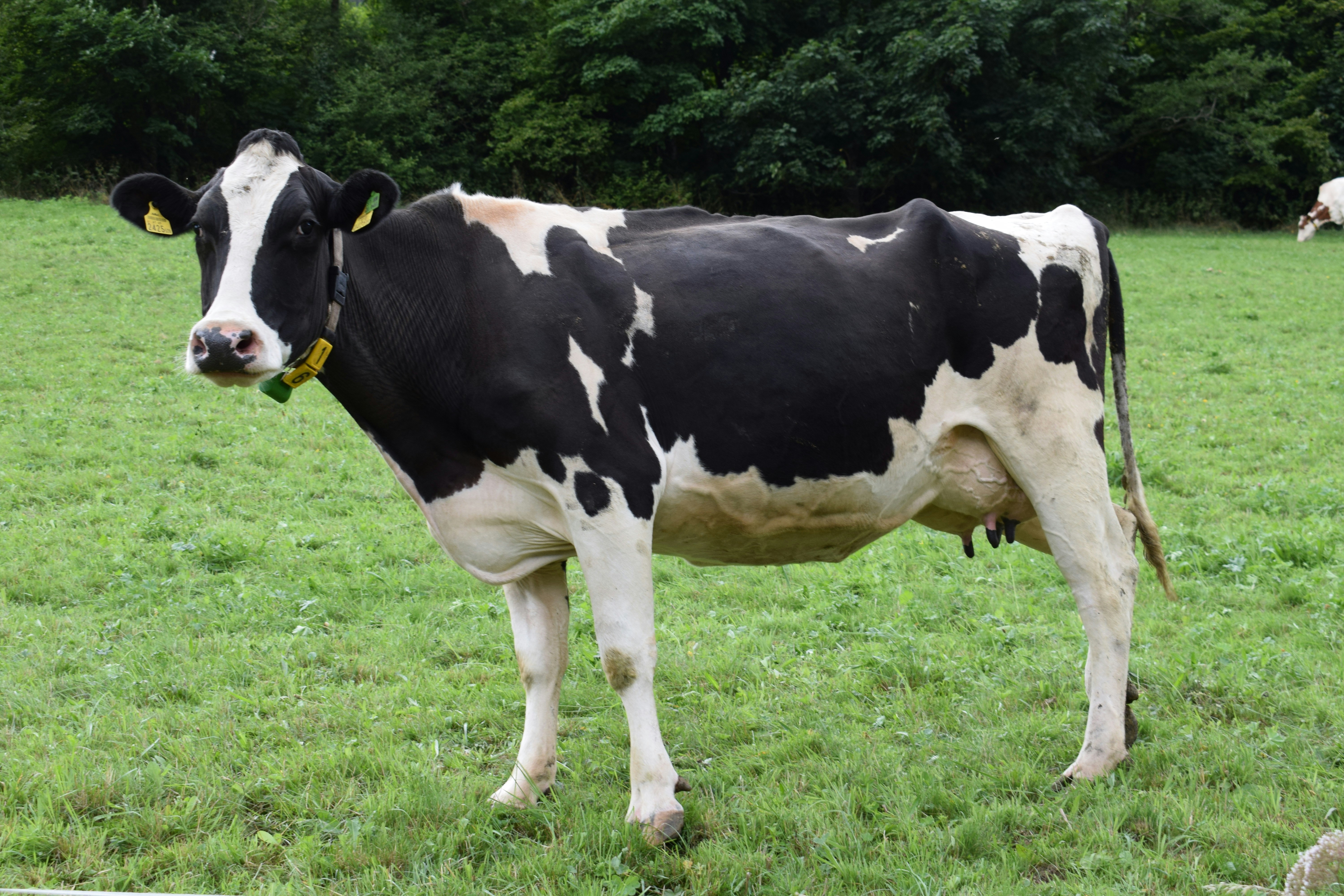 Azmayeen Agrotech Ruminant Solutions
