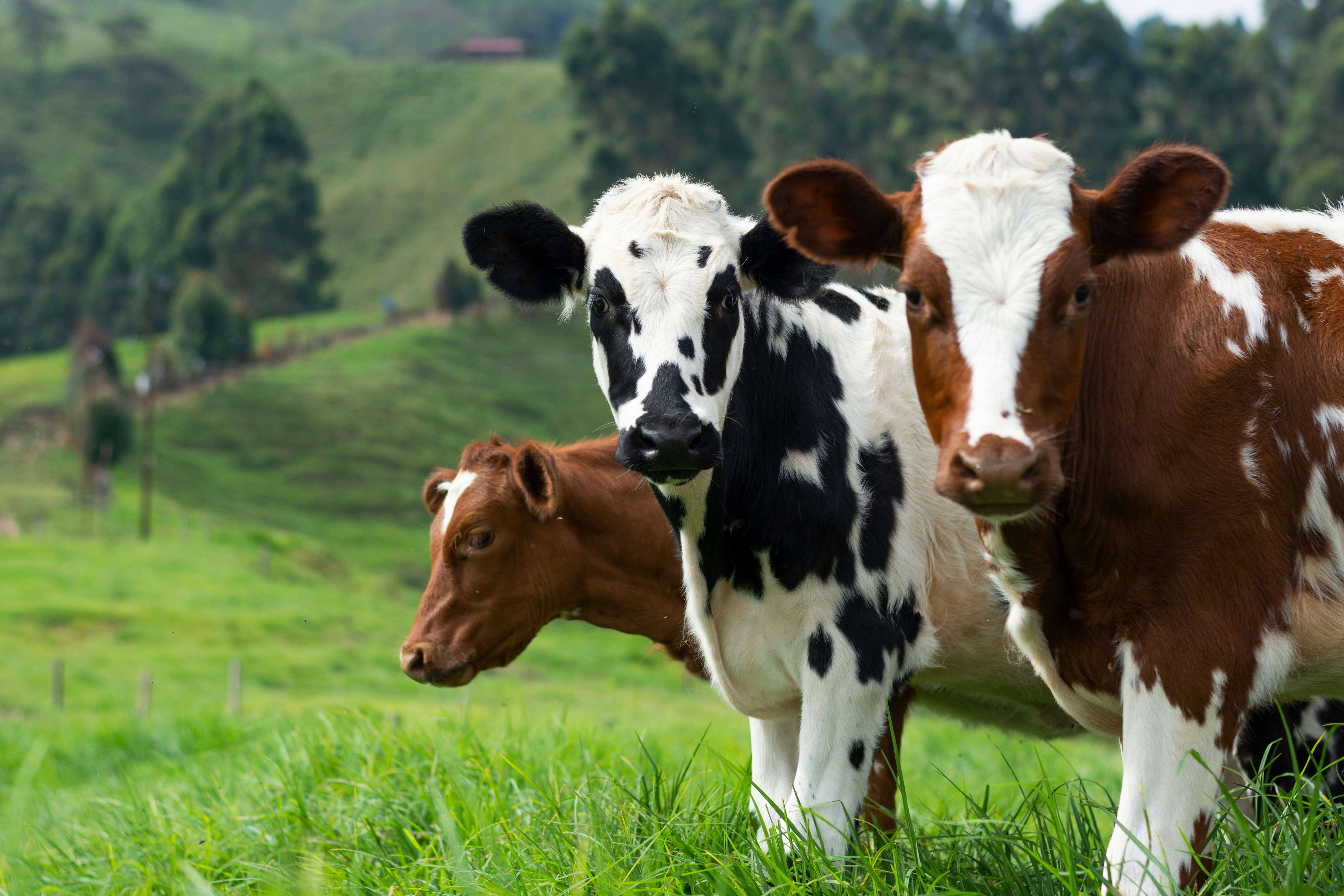 Azmayeen Agrotech Ruminant Solutions