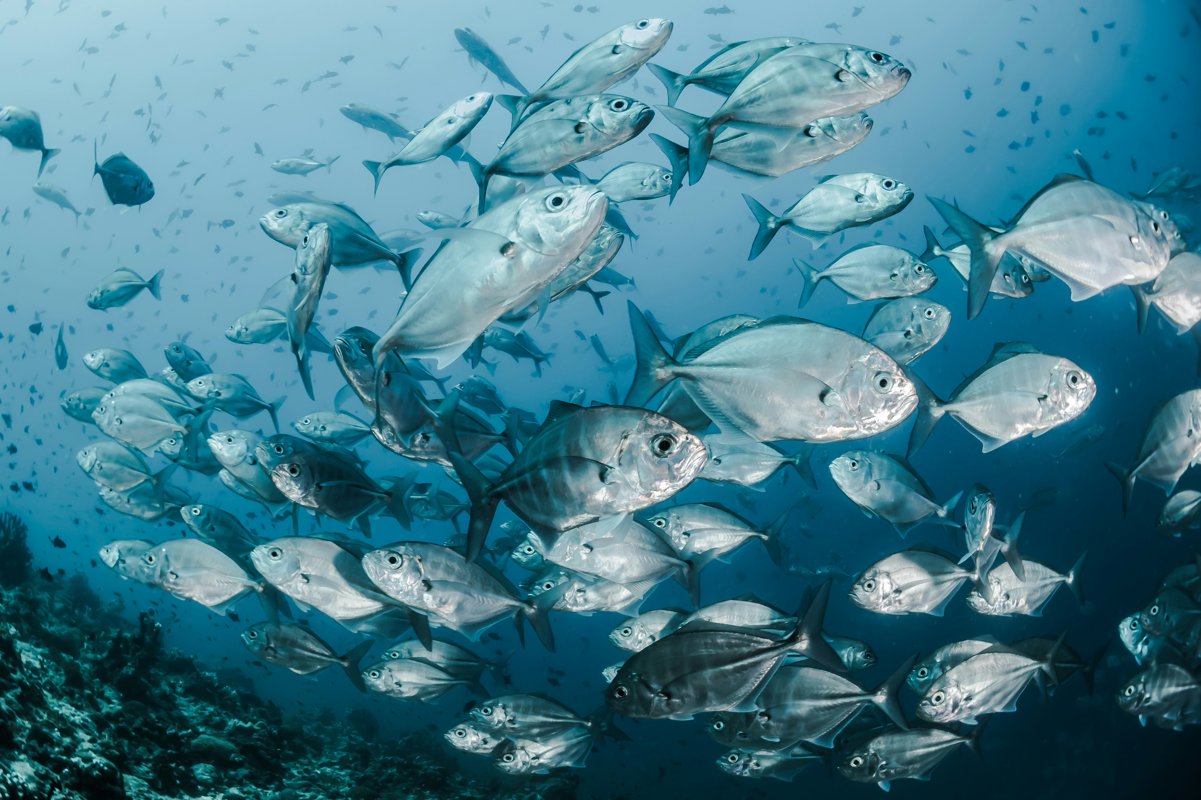Azmayeen Agrotech Aqua Solutions