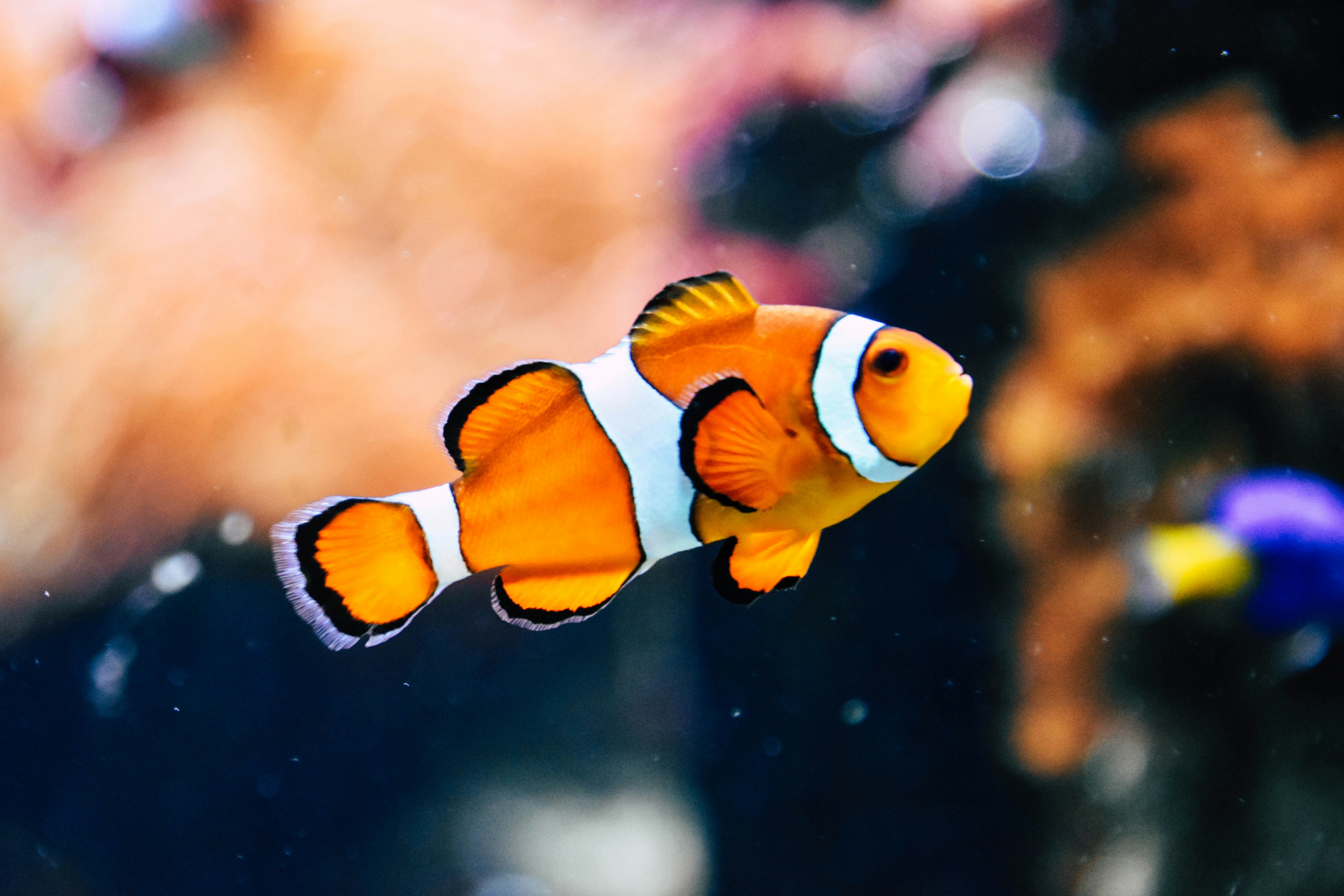 Azmayeen Agrotech Aqua Solutions