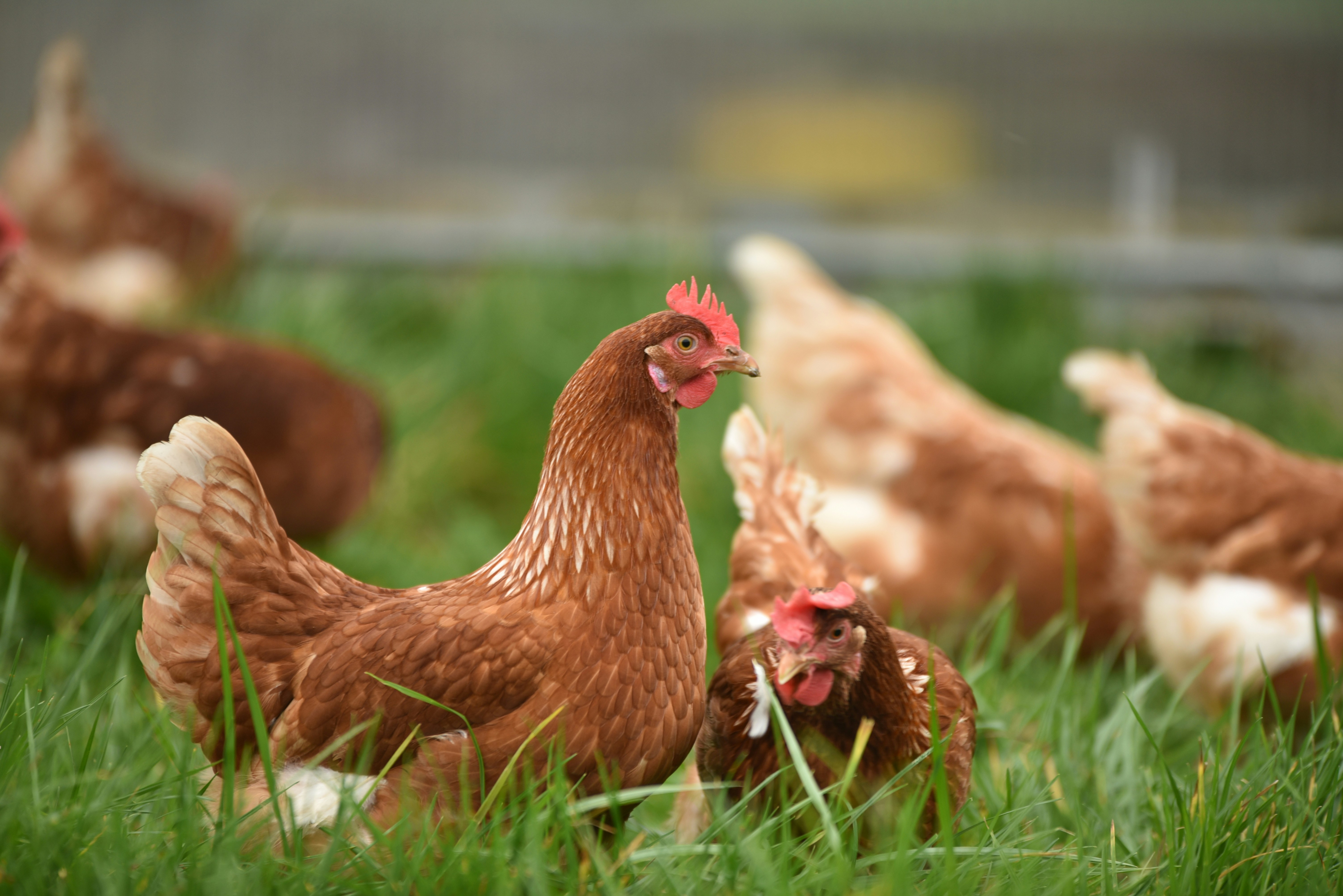 Azmayeen Agrotech Poultry Solutions