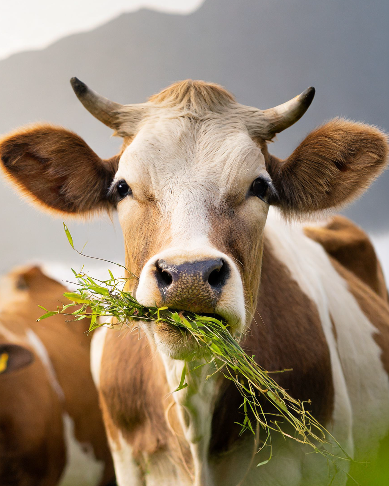 Ruminants